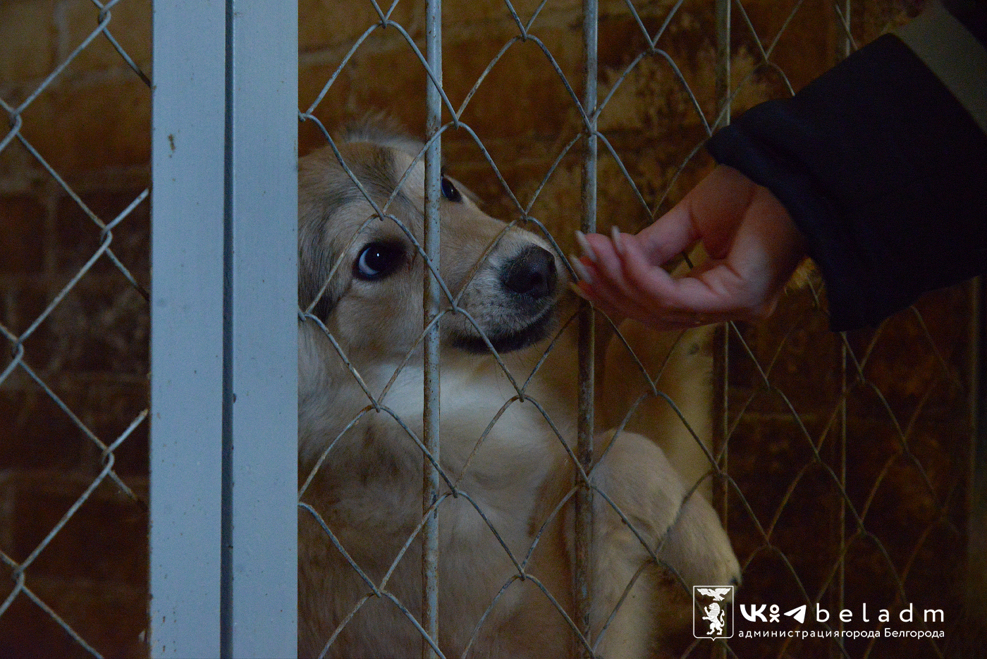 На участке службы отлова и содержания безнадзорных животных на Промышленном проезде сейчас находится 118 собак.