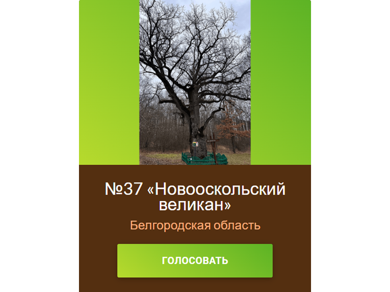 Конкурс «Российское дерево года».