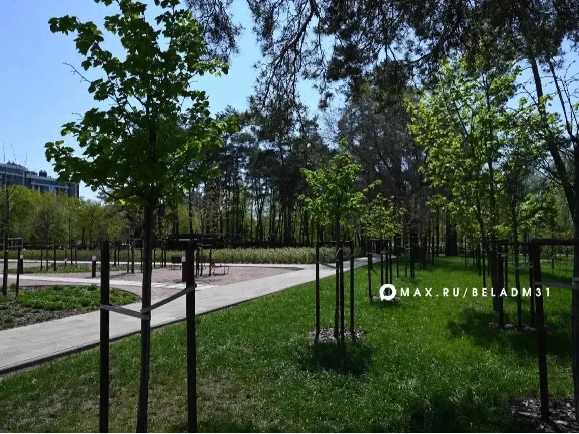 В Белгороде продолжается плановая работа по обновлению зелёного каркаса.