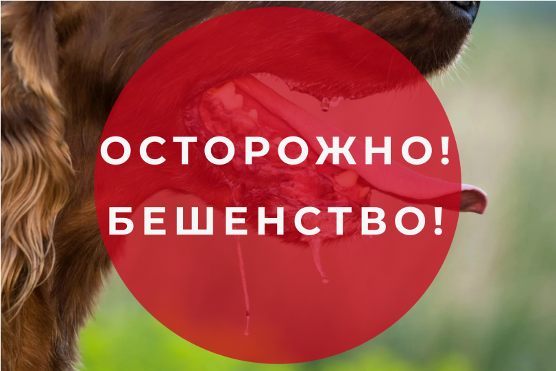 Бешенство: как распознать симптомы и защитить себя и близких.