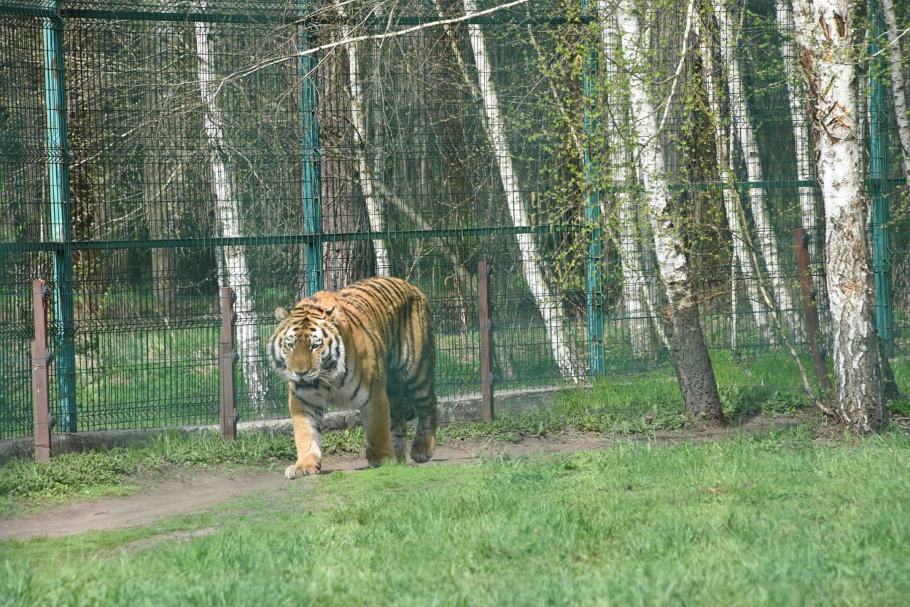 Весна в белгородском зоопарке.