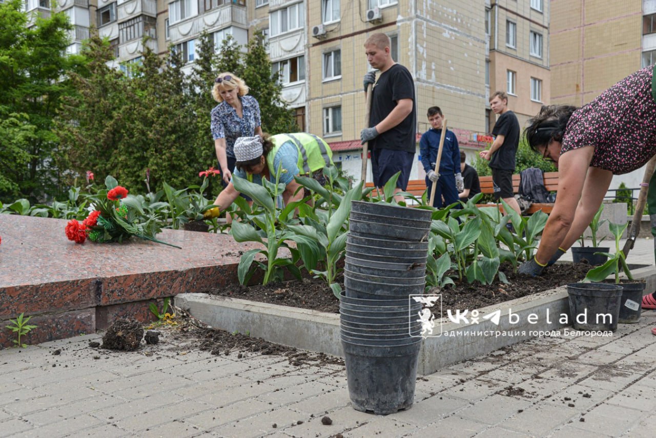 Волонтёрские отряды школьников озеленяют Белгород.