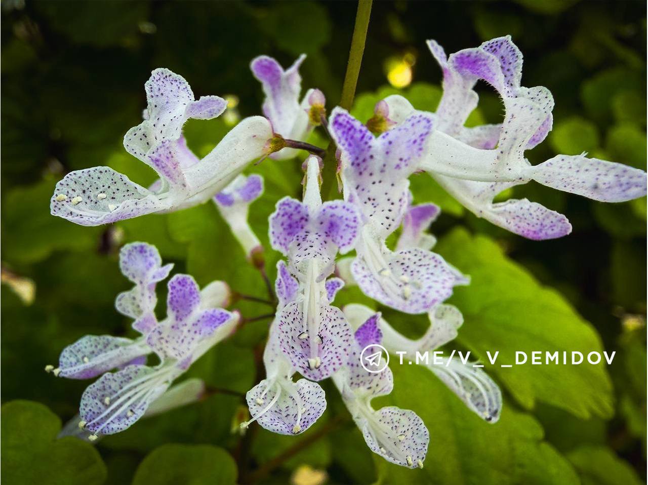 Белгород расцветет: городские теплицы готовят более 700 тысяч цветов к весне!.
