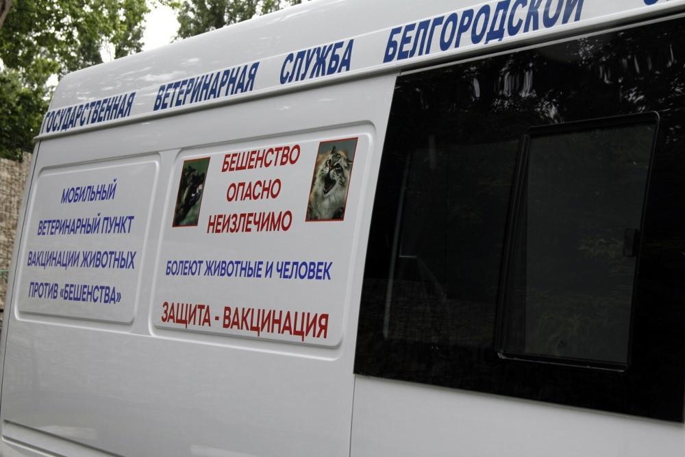Жители Белгорода могут бесплатно вакцинировать своих питомцев от бешенства.