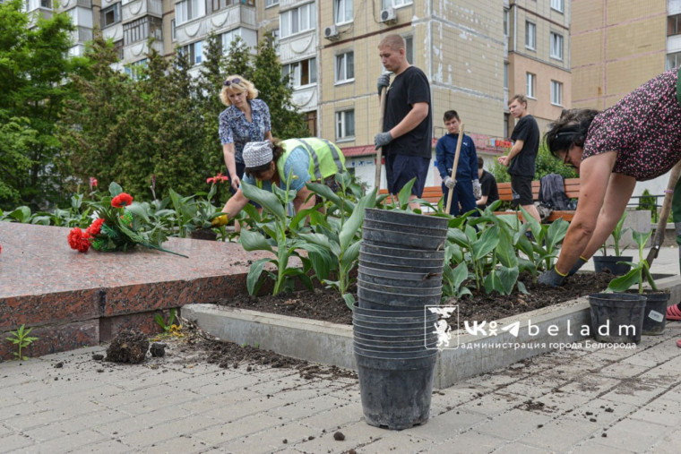 Волонтёрские отряды школьников озеленяют Белгород. Волонтёрские отряды школьников озеленяют Белгород.
