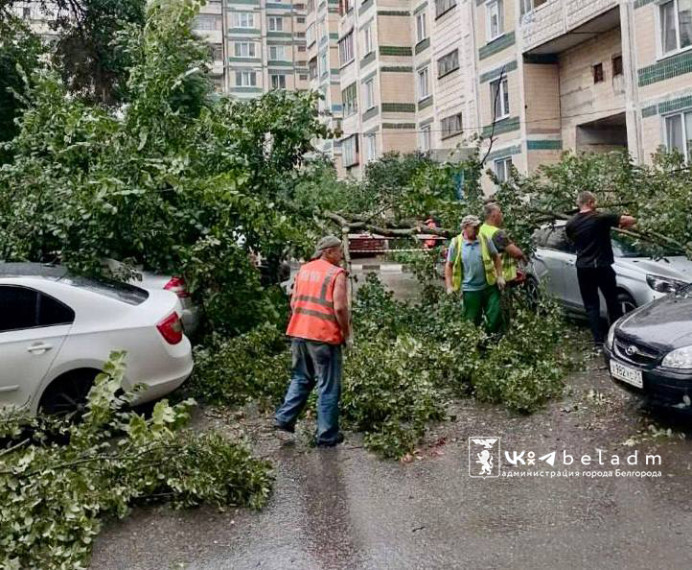 Коммунальщики убрали дерево на ул. Первомайской.