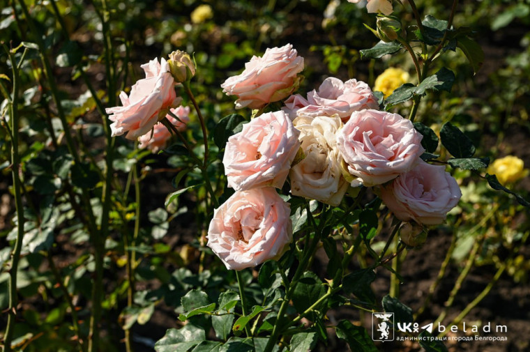 Аллею на бульваре Первого салюта украсили розами.
