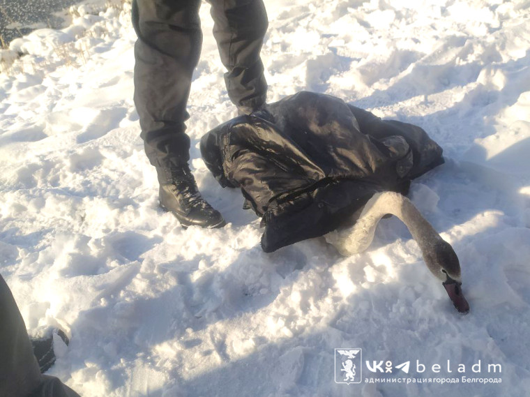 Спасатели Белгорода освободили из ледяного плена лебедя.