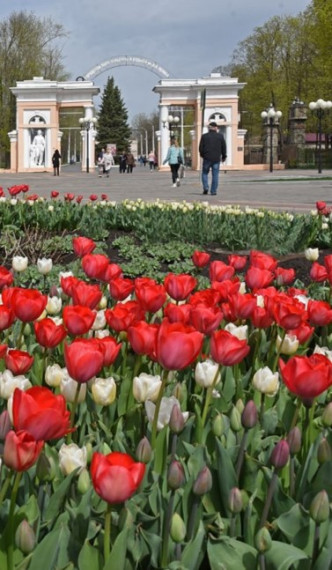 Нарциссы, гиацинты и мускари украсят улицы Белгорода весной этого года.
