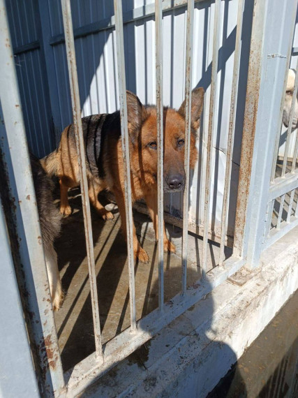 На участке отлова безнадзорных животных на Коммунальной сейчас содержится порядка 20 собак из приграничья.