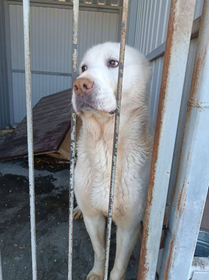 На участке отлова безнадзорных животных на Коммунальной сейчас содержится порядка 20 собак из приграничья.