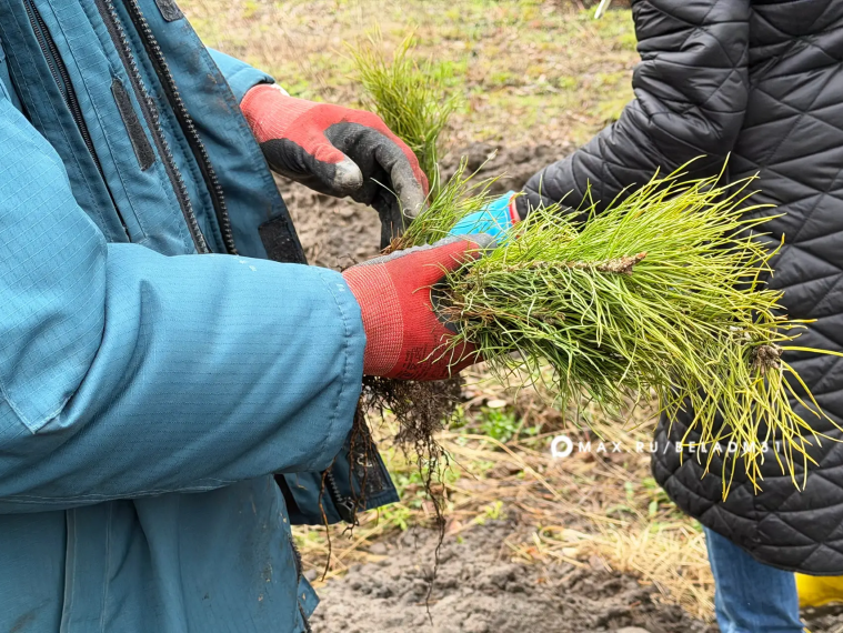 В Белгороде стартовала акция «Сад памяти».