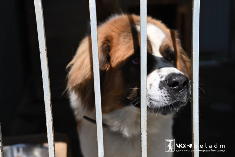 Около 70 собак из Шебекино приняли на время на участках по отлову и временному содержанию животных  Белгорблагоустройства.