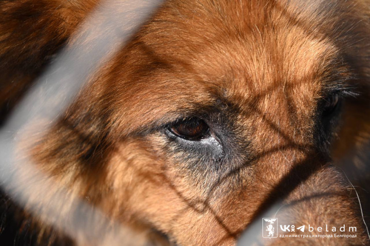 Около 70 собак из Шебекино приняли на время на участках по отлову и временному содержанию животных  Белгорблагоустройства.